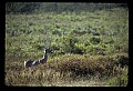 02113-00103-Canaan Valley State Park.jpg