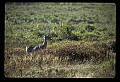 02113-00104-Canaan Valley State Park.jpg