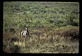 02113-00111-Canaan Valley State Park.jpg