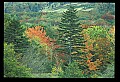 02113-00120-Canaan Valley State Park.jpg