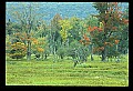 02113-00124-Canaan Valley State Park.jpg