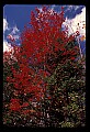 02113-00161-Canaan Valley State Park.jpg