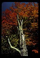 02113-00177-Canaan Valley State Park.jpg