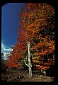 02113-00194-Canaan Valley State Park.jpg