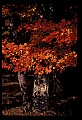02113-00210-Canaan Valley State Park.jpg