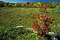 1-6-07-00167 Canaan Valley-fall color.jpg