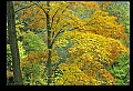 02115-00006-Kanawha State Forest.jpg