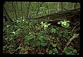 02120-00023-West Virginia Scenes.jpg