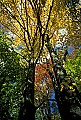 1-6-07-00169 Tucker County-fall color.jpg