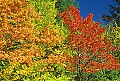 1-6-07-00171 Tucker County Fall Color.jpg