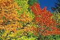 1-6-07-00171 Tucker County Fall Color.jpg