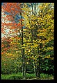 02121-00001-West Virginia Fall Color.jpg