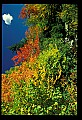 02121-00002-West Virginia Fall Color.jpg