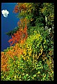 02121-00002-West Virginia Fall Color.jpg