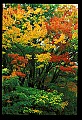 02121-00004-West Virginia Fall Color.jpg