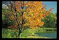 02121-00009-West Virginia Fall Color.jpg