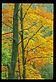 02121-00013-West Virginia Fall Color.jpg