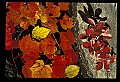 02121-00017-West Virginia Fall Color.jpg