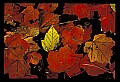 02121-00018-West Virginia Fall Color.jpg