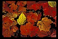 02121-00019-West Virginia Fall Color.jpg