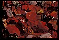 02121-00021-West Virginia Fall Color.jpg