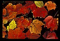 02121-00023-West Virginia Fall Color.jpg