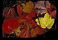 02121-00026-West Virginia Fall Color.jpg