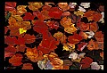 02121-00027-West Virginia Fall Color.jpg