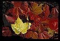 02121-00028-West Virginia Fall Color.jpg