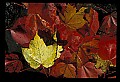 02121-00028-West Virginia Fall Color.jpg
