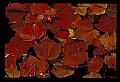 02121-00029-West Virginia Fall Color.jpg