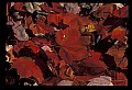 02121-00030-West Virginia Fall Color.jpg