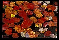 02121-00031-West Virginia Fall Color.jpg