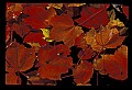 02121-00032-West Virginia Fall Color.jpg