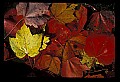 02121-00033-West Virginia Fall Color.jpg