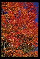 02121-00035-West Virginia Fall Color.jpg