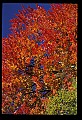 02121-00036-West Virginia Fall Color.jpg