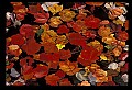 02121-00047-West Virginia Fall Color.jpg