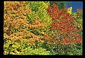 02121-00050-West Virginia Fall Color.jpg