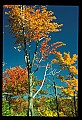 02121-00052-West Virginia Fall Color.jpg