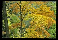 02121-00056-West Virginia Fall Color.jpg