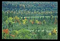02121-00062-West Virginia Fall Color.jpg