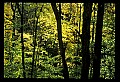 02121-00066-West Virginia Fall Color.jpg