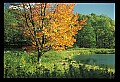 02121-00069-West Virginia Fall Color.jpg