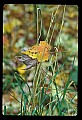 02121-00127-West Virginia Fall Color.jpg