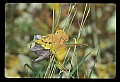 02121-00130-West Virginia Fall Color.jpg