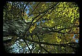 02121-00131-West Virginia Fall Color.jpg