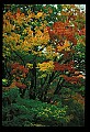 02121-00151-West Virginia Fall Color.jpg