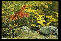 02121-00152-West Virginia Fall Color.jpg