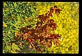 02121-00153-West Virginia Fall Color.jpg